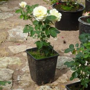 Правила за засаждане на градински рози в открит терен в страната