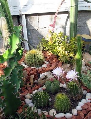 Отглеждане и грижи за дома си кактуси в оранжерия