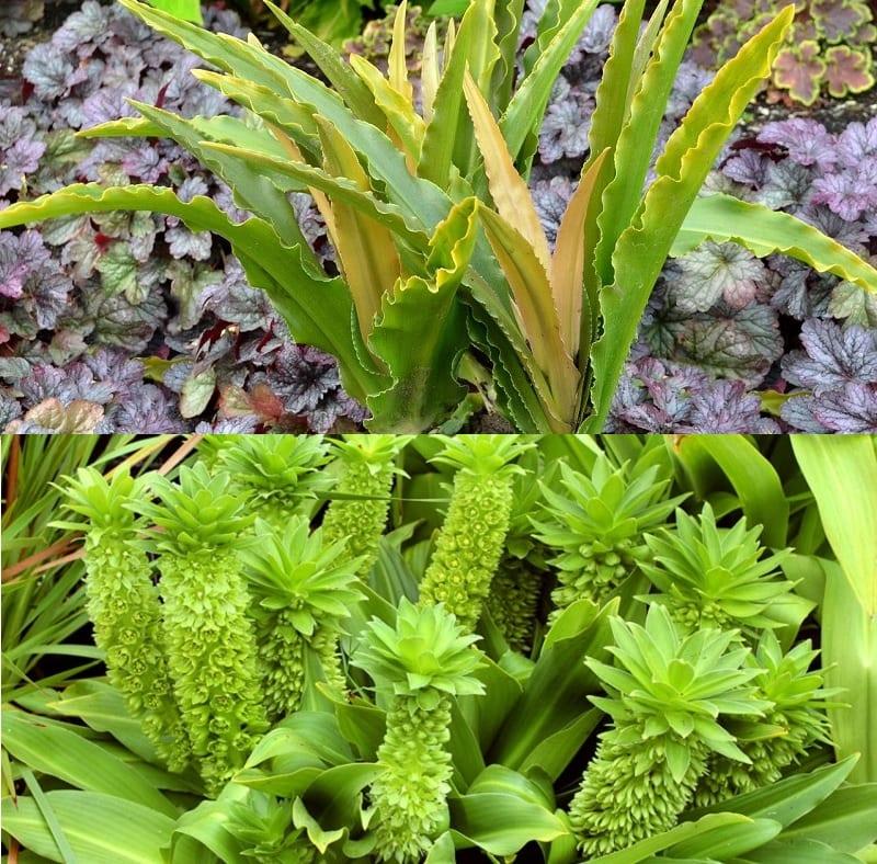 Ананасная лилия эукомис — уникално растение в градината (снимка)