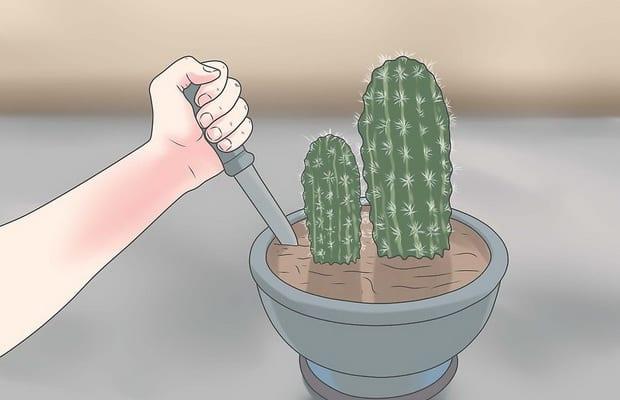 Правилната грижа за кактуси през зимата