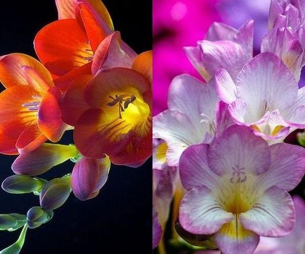 Ярката фрезия – ароматната цвете за къща или парцел