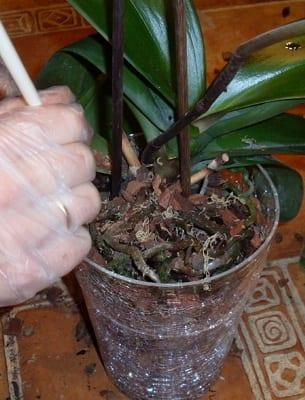 Грижи за орхидеите при различни методи на отглеждане