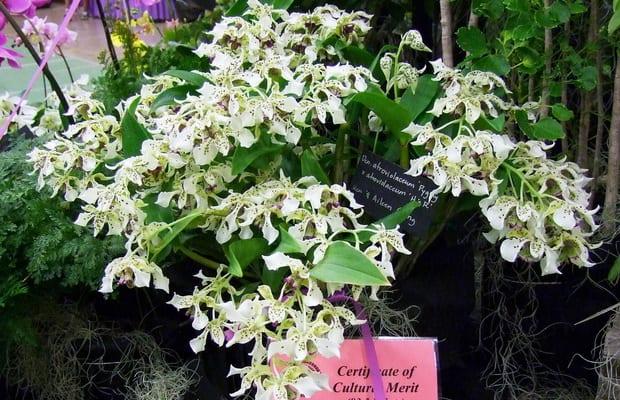 Орхидея: класификация, характеристика и структура на растенията