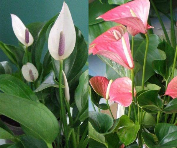 Южна америка красавица — цвете, антуриум