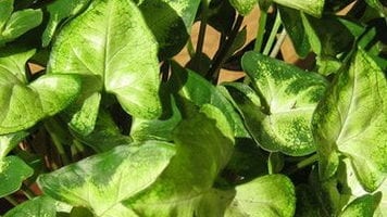 Сингониум: описание на видове и сортове, грижи и формирането на