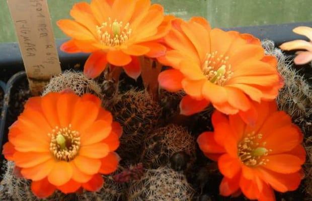 Как трябва да се грижим за кактуси през пролетта