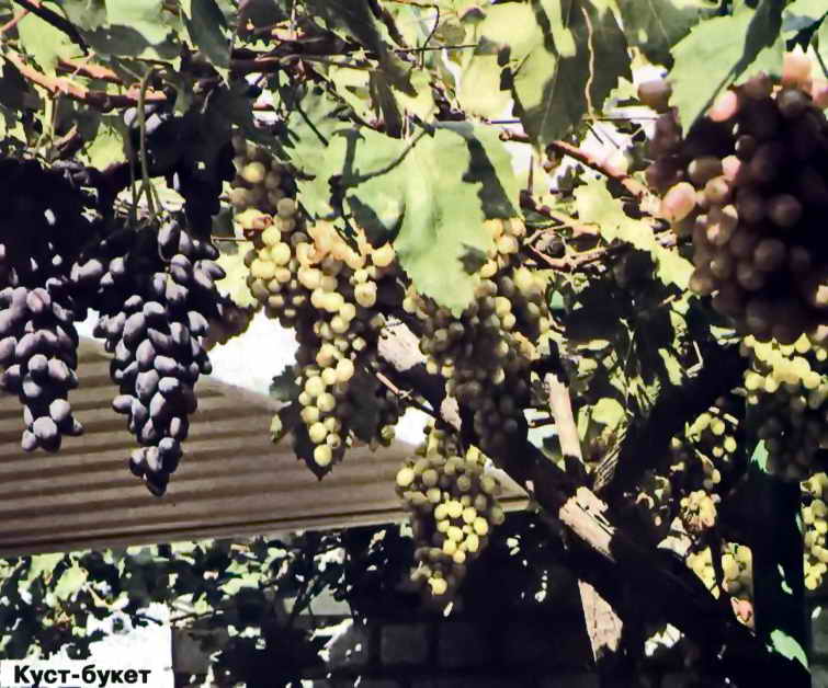 2 основни начина на присаждане на грозде