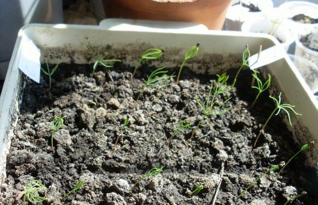 Начини на размножаване на иглолистни растения
