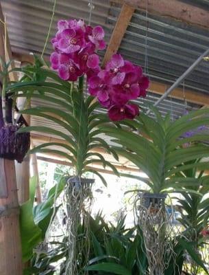 Орхидея: класификация, характеристика и структура на растенията