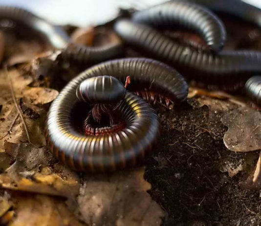 Кивсяк, как да се отървете от стоножките