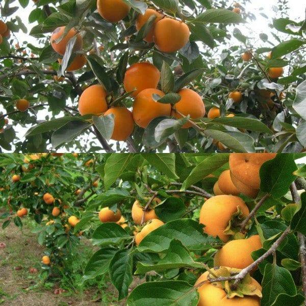 Райска ябълка от семена в домашни условия: за засаждане и отглеждане на