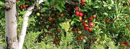 Отглеждането на овощни дървета в градината: засаждане и грижи