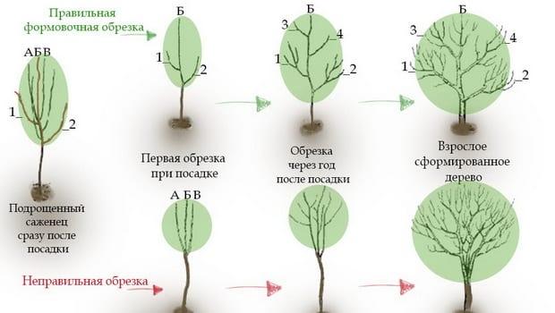 Подрязване и оформяне на овощни дървета: правила и тайни