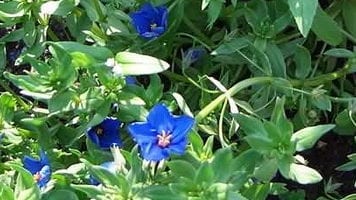 Анагаллис — живописен вътрешен светлина за градината (c снимка)