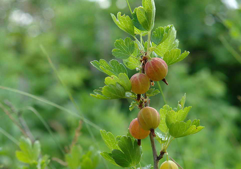За борба с болестта на цариградско грозде в снимки