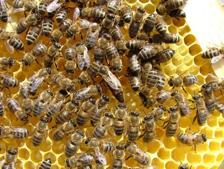 Акарапидоз пчели, кърлежи, паразитирующий в трахеях пчели