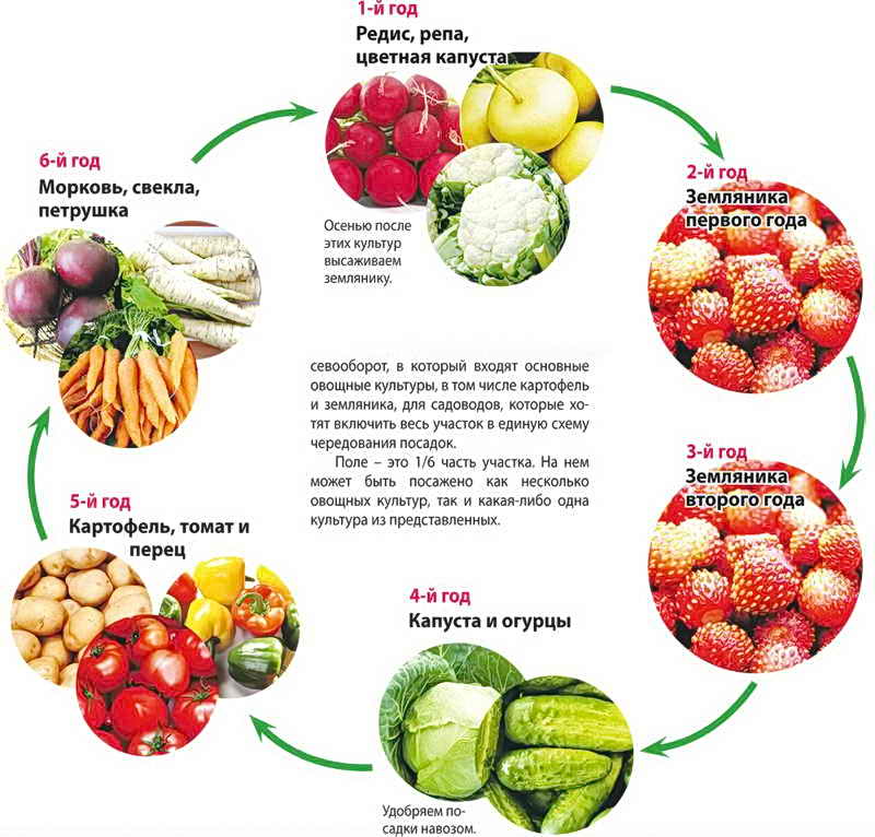Редуване на културите в градината, таблица ротация на зеленчукови култури