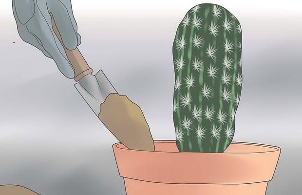 Правилната грижа за кактуси през зимата