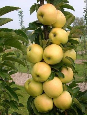 Ябълка: описание, използване и най-добрите сортове