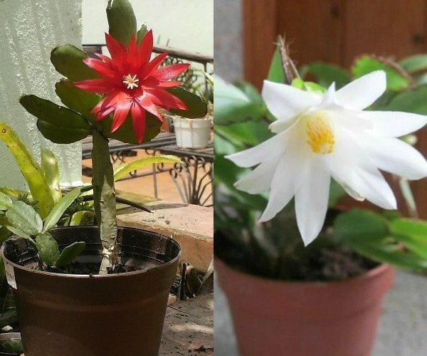 Горски кактус Рипсалидопсис – функции за отглеждане и грижа