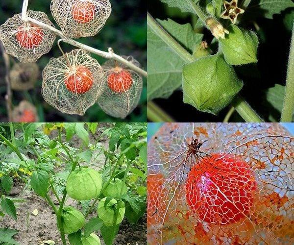 Зрънце, цветна и зеленчукова physalis: отглеждане от семена