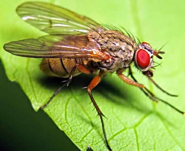 Защита на площадката от зеле муха и методи за борба с нея