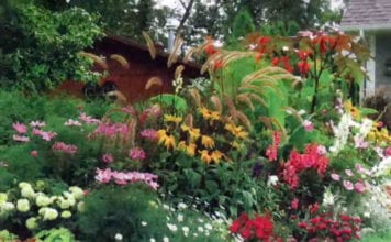 Цветни маргаритки, кои са те и какво трябва да знаете при отглеждането на