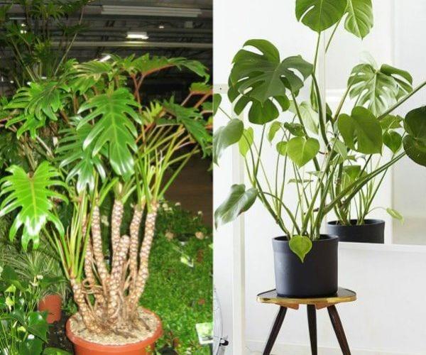 Philodendron в домашни условия: основни характеристики