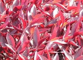 Тропически храст альтернантера и видове (със снимка)