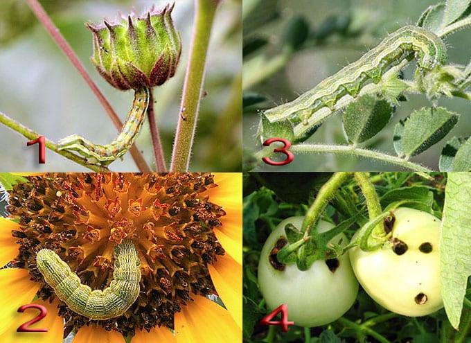 Видове повреди растения контролира суче насекоми-вредители