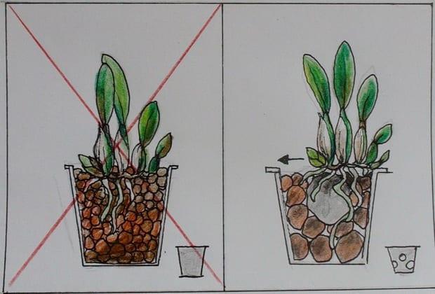Грижи за орхидеите при различни методи на отглеждане