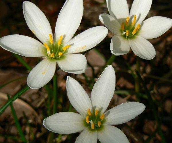 Нежни "парвеню" – цветя зефирантес в домашни условия