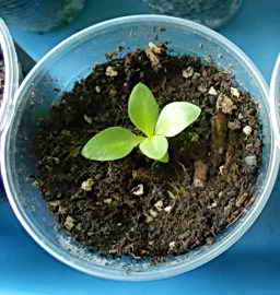 Выращивание эустомы рассадой, пересадка и уход в открытом грунте 