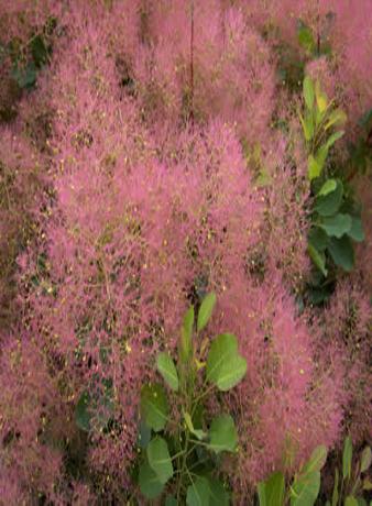 Скумпия вулгарис — древесное растение, което е най-добре да се засаждат през пролетта