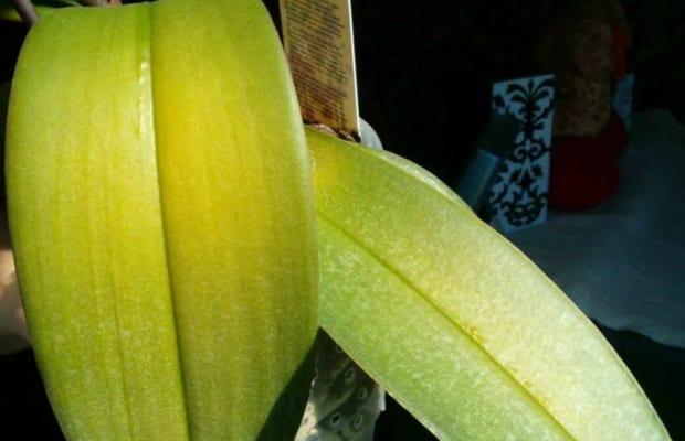 Болестта на орхидеи: описание и мерки за борба