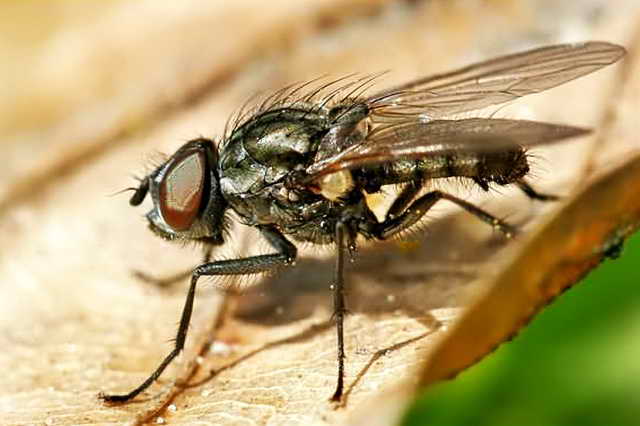 Защита на площадката от зеле муха и методи за борба с нея
