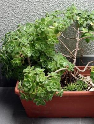 Декоративно-листни растения за дома
