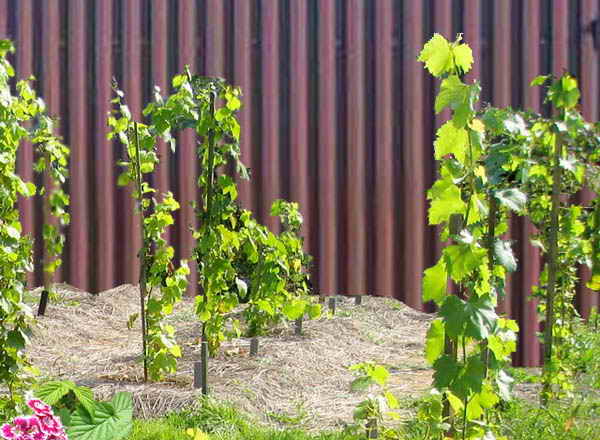 Видове органични торове за грозде