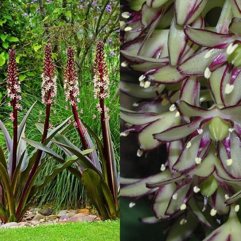 Ананасная лилия эукомис — уникално растение в градината (снимка)