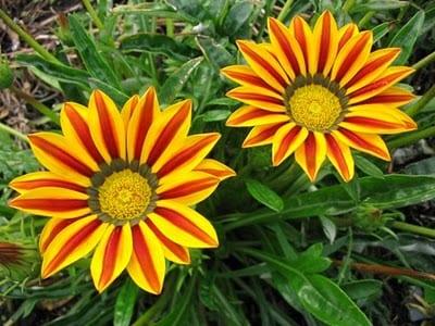 Цвете gatsaniya – жар цветна градина