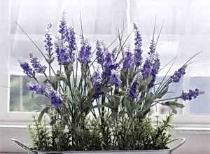 Засаждане и отглеждане на лавандула в домашни условия