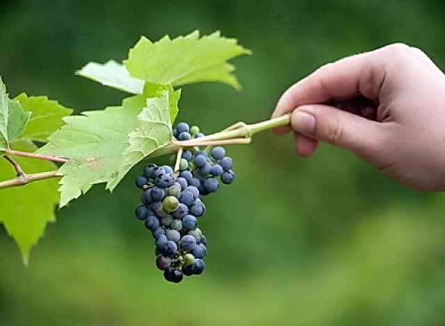 Прибирането на грозде е причина за малките плодове