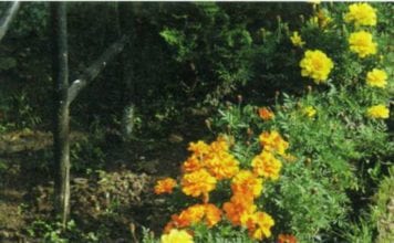 Наслагване на цветове от невен, или tagetes в градината