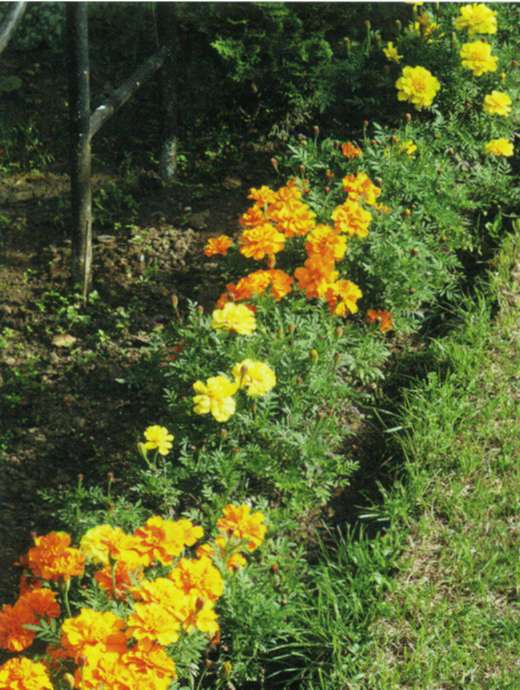 Наслагване на цветове от невен, или tagetes в градината