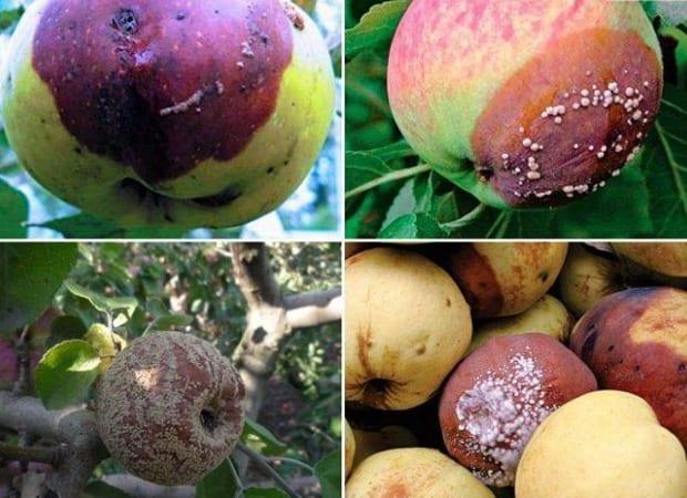 Болести и неприятели ябълкови дървета: снимки, описание, средства за борба