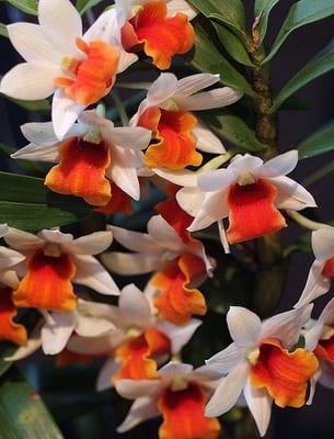 Орхидеи, дендробиум: описание на вида и грижи