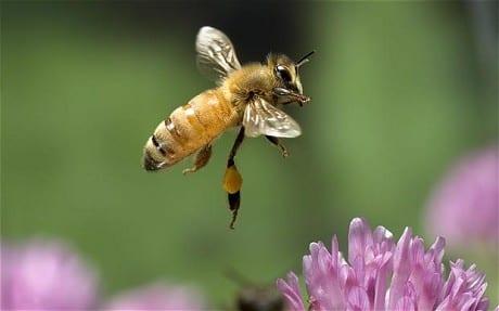 Използването на пчелите при опрашването на културите