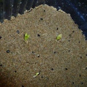 Размножаване и цъфтящи кактуси и сукуленти
