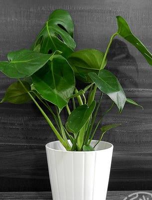 Декоративно-листни растения за дома