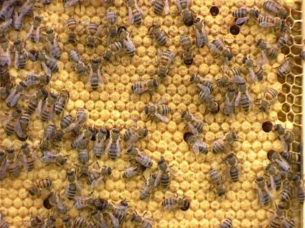 Варроатоз на пчелите и борбата с него